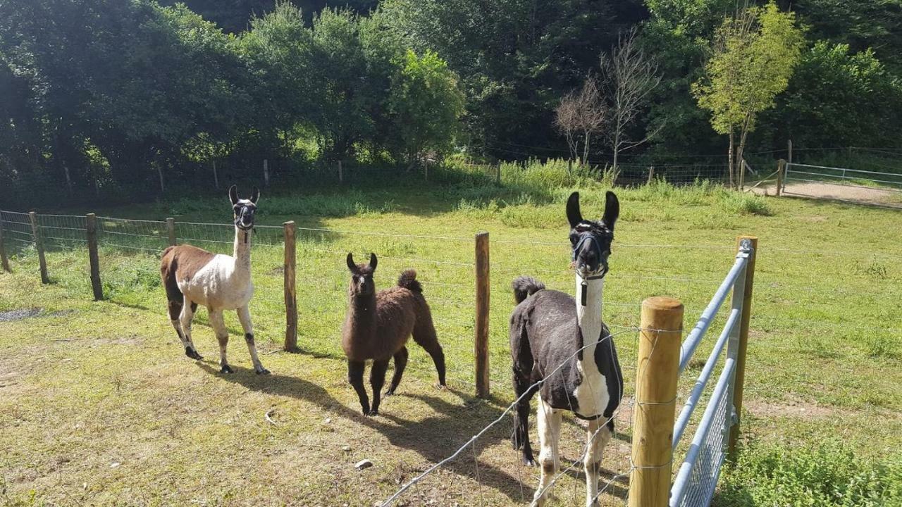 La Ferme Des Andes - Gite L'Atelier Quins Екстериор снимка